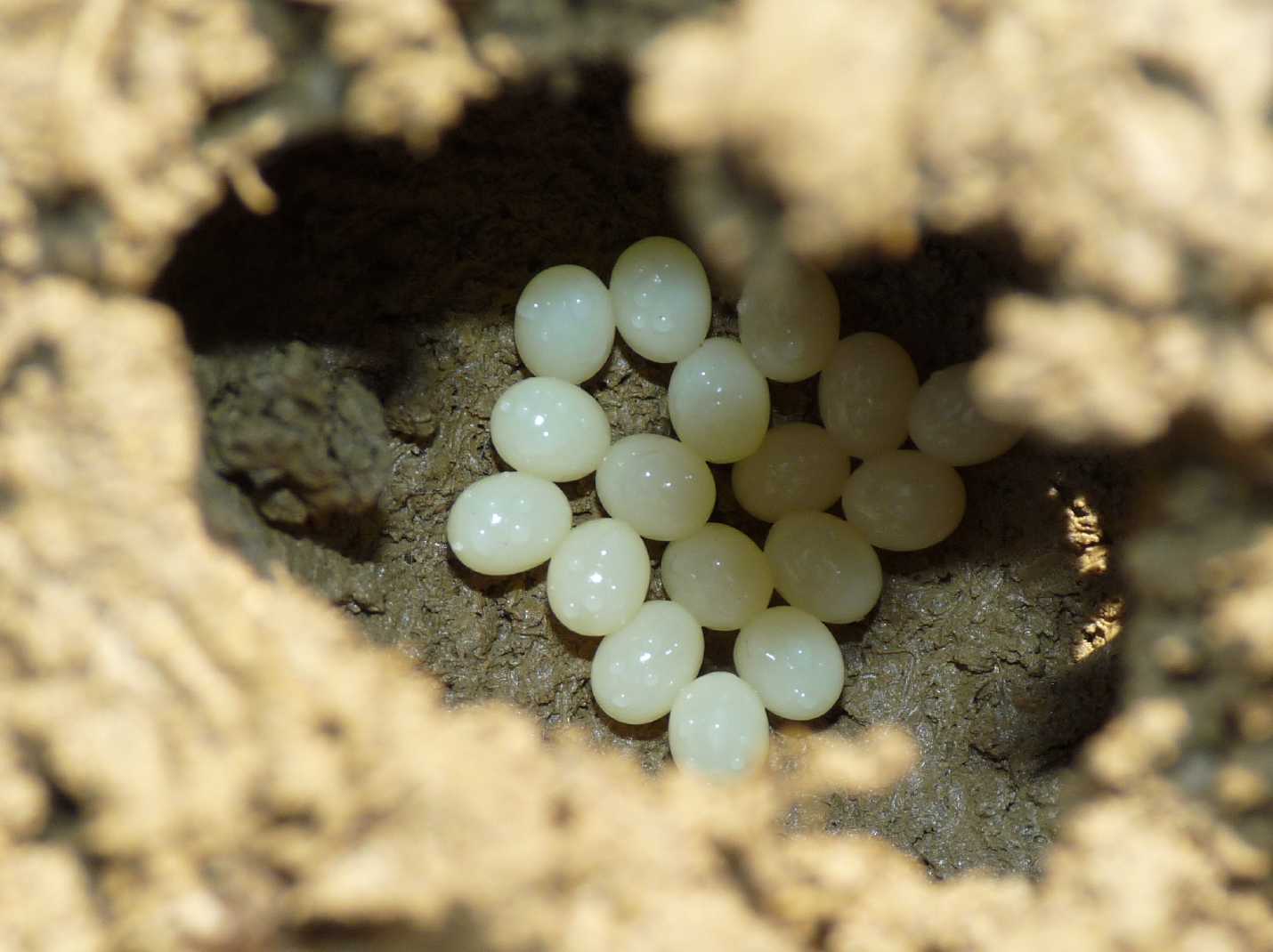 Presunte uova di Ocypus